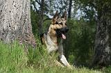 BERGER ALLEMAND 990
